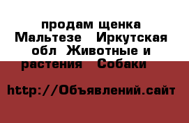 продам щенка Мальтезе - Иркутская обл. Животные и растения » Собаки   